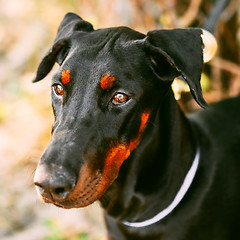 Image showing Close Up Black Doberman Dog Outdoor