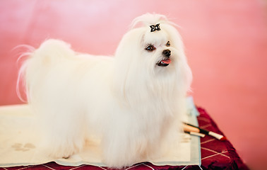 Image showing Cute Shih Tzu White Toy Dog