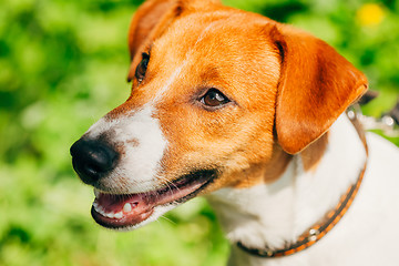 Image showing Dog jack russel terrier