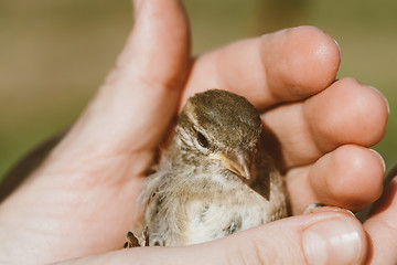 Image showing House Sparrow (Passer Domesticus) On Fence