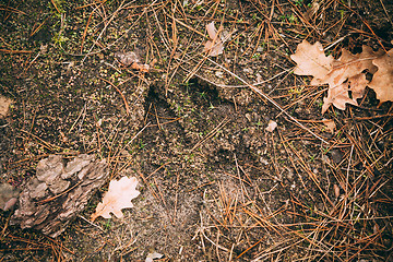 Image showing Moose Track, Footprint Step On Ground