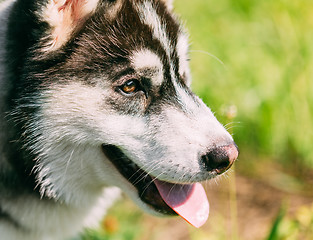 Image showing Close Up Young Happy Husky Puppy Eskimo Dog