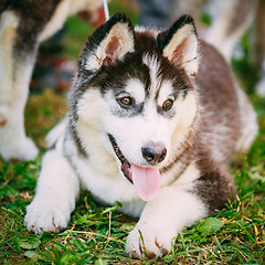 Image showing Happy Young Husky Puppy Eskimo Dog