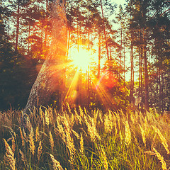 Image showing Dry Red Grass Field Meadow