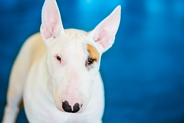 Image showing Close Up Pet White Bullterrier Dog