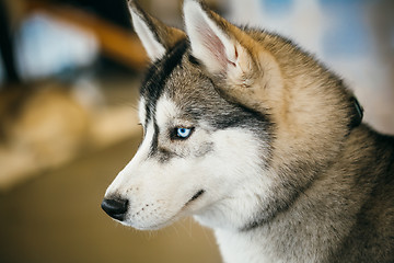 Image showing Gray Adult Siberian Husky Dog (Sibirsky Husky) 