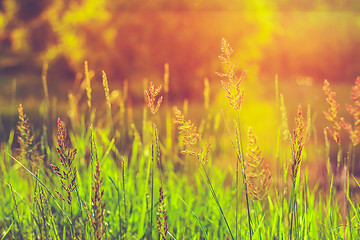 Image showing Fresh Summer Green Grass