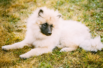 Image showing Gray Keeshound, Keeshond, Keeshonden Dog (German Spitz) Wolfspit