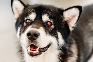 Image showing Alaskan Malamute Dog Close Up Portrait