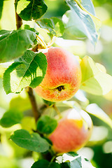 Image showing Fresh Red Apples On Apple Tree Branch