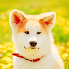 Image showing Akita Dog (Akita Inu, Japanese Akita)