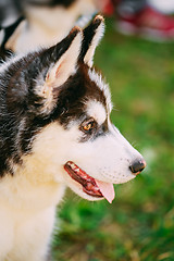 Image showing Close Up Young Husky Puppy Eskimo Dog