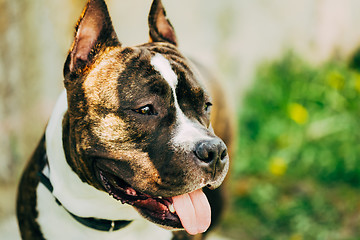 Image showing American Staffordshire Terrier Outdoor