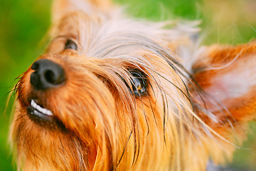 Image showing Close Up Yorkshire Terrier On Green Grass