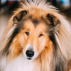 Image showing Red Rough Collie Dog