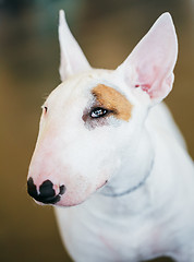 Image showing Close Up Pet White Bullterrier Dog