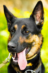 Image showing German Shepherd Dog