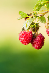 Image showing Raspberry. Raspberries. Growing Organic Berries