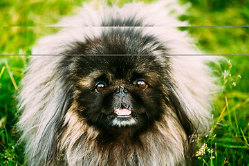 Image showing Pekingese Pekinese Peke Dog Resting On Grass