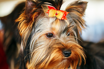 Image showing Close Up Cute Yorkshire Terrier Dog