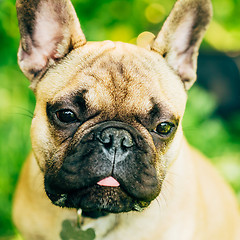 Image showing Dog French Bulldog