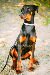 Image showing Black Doberman Dog Outdoor Portrait