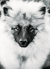Image showing Gray Keeshound, Keeshond, Keeshonden Dog (German Spitz) Wolfspit