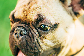 Image showing Dog French Bulldog