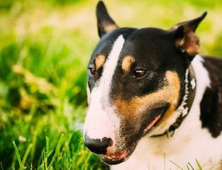 Image showing Close Pets Bull Terrier Dog Portrait At Green Grass