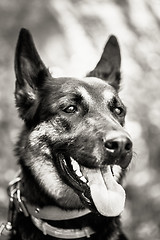 Image showing German Shepherd Dog