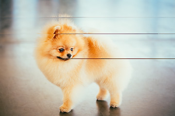 Image showing Pomeranian Puppy Spitz Dog In Full Length
