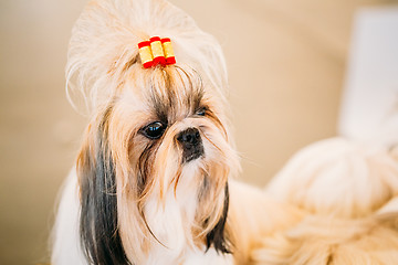 Image showing Cute Shih Tzu White Toy Dog