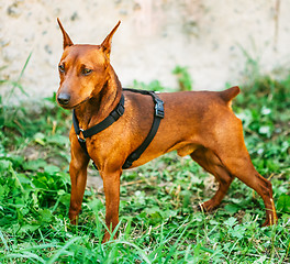 Image showing Brown Dog Miniature Pinscher Head