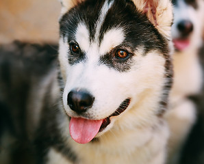 Image showing Close Up Young Happy Husky Puppy Eskimo Dog