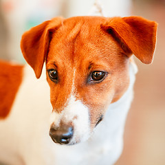 Image showing Dog Jack Russel Terrier