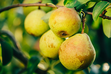 Image showing Fresh Green Pears On Pear Tree Branch, Bunch