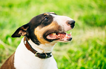 Image showing Close Pets Bull Terrier Dog Portrait At Green Grass