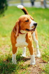 Image showing Beagle On Meadow - Pedigree Dog