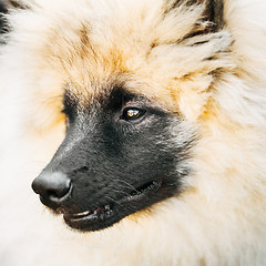 Image showing Gray Keeshound, Keeshond, Keeshonden Dog (German Spitz) Wolfspit