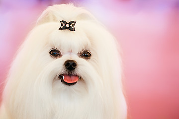 Image showing Cute Shih Tzu White Toy Dog