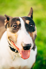 Image showing Close Pets Bull Terrier Dog Portrait At Green Grass