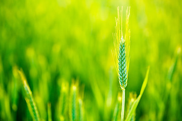 Image showing Green Wheat In Field At Sunset