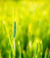 Image showing Green Wheat In Field At Sunset