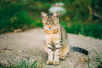 Image showing Lonely, Sad, Homeless Cute Tabby Gray Cat Kitten Pussycat