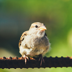 Image showing House Sparrow (Passer Domesticus) On Fence