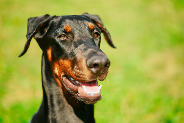 Image showing Close Up Black Doberman Dog On Green Grass Background