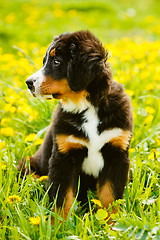 Image showing Bernese Mountain Dog (Berner Sennenhund) Puppy