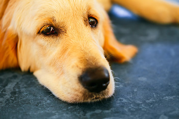 Image showing Lost Homeless Hungry Golden Labrador Retriever Dog ??Sleepin