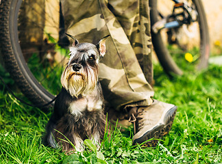 Image showing Miniature Schnauzer Dog Sitting In Green Grass Outdoor