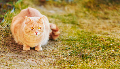 Image showing Red cat sitting on green spring grass